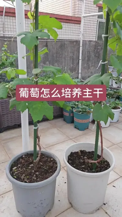葡萄怎么培养主干，种葡萄的养护方法，葡萄怎么修剪#葡萄种植 #葡萄种植 #盆栽葡萄苗 #葡萄种植技术 #盆栽葡萄