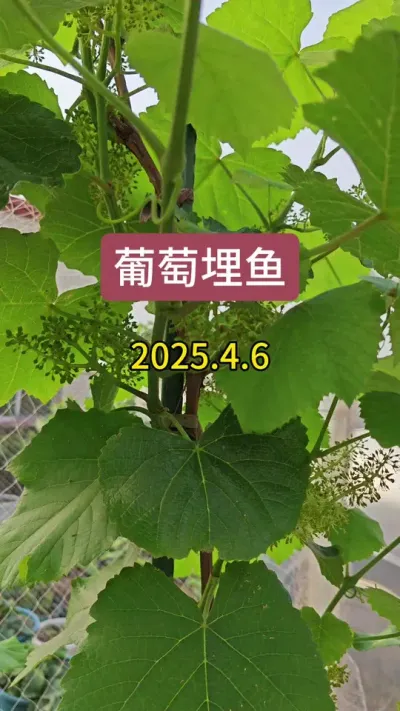 楼顶种葡萄，寒香蜜小苗#葡萄种植 #种葡萄 #埋鱼 #寒香蜜 #葡萄苗