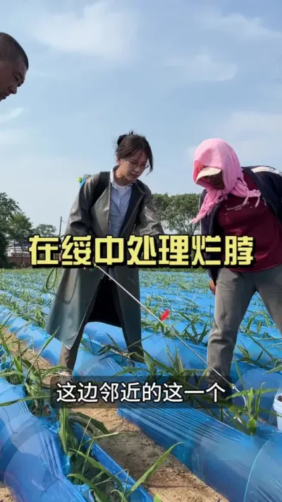 绥中客户对姜种可上心了，这份是在石家庄地区收的青苗的姜种。当时选种的时候，亲自去看着的，地里没有黄苗，看起来都很好。催芽的时候也没有多少烂姜，现在一到分杈。。。#新农人计划2025#乡村守护人#大姜种
