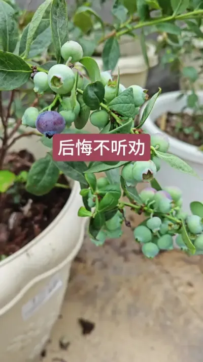 蓝莓苗种植方法盆栽#蓝莓苗盆栽 #蓝莓种植技术 #优质种苗 #蓝莓树种植方法 #种植小技巧