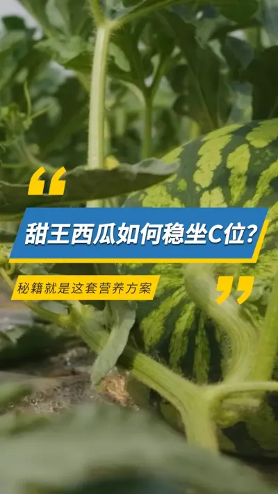 甜王西瓜如何稳坐C位？秘籍就是这套营养方案#雅苒国际 #农业种植 #肥料 #西瓜种植 #西瓜 