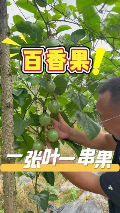 这次来到田湾，回访全程跟着我们的方案走，栽出来的百香果苗况，再过个半月就能上市变现了。#百香果#农业技术推广#农业种植#三农