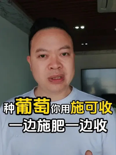 葡萄需肥量大，到底用什么肥料好？ #葡萄种植 #葡萄促花芽 #大量元素水溶肥 #生根壮苗 #葡萄肥料