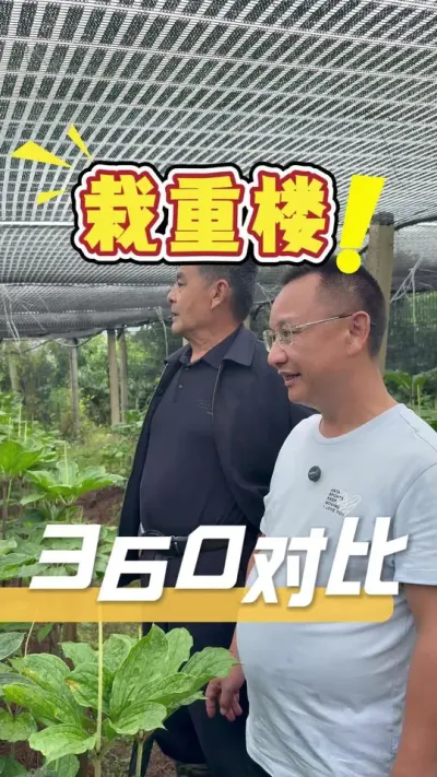 客户栽重楼故意留了一部分没使用我们的360来作对比，效果也是很明显，作物长势不会骗人。#重楼种植#农业技术推广#农业种植#重楼