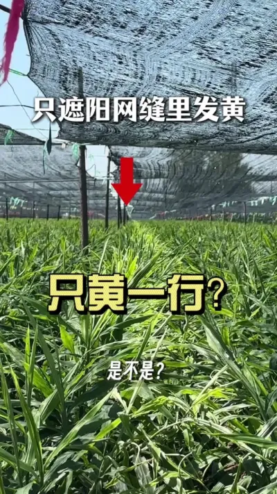 黄叶是缺铁吗？那为什么就黄遮阳网缝里的一行？#新农人计划2025 #乡村守护人 #大姜种植 #来抖音学农技
