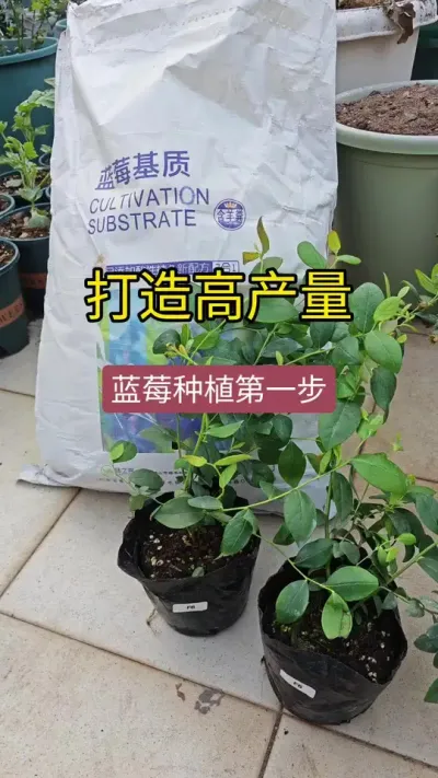 盆栽蓝莓种植方法#蓝莓 #蓝莓种植技术 #种植小技巧 #蓝莓苗盆栽 #蓝莓种植