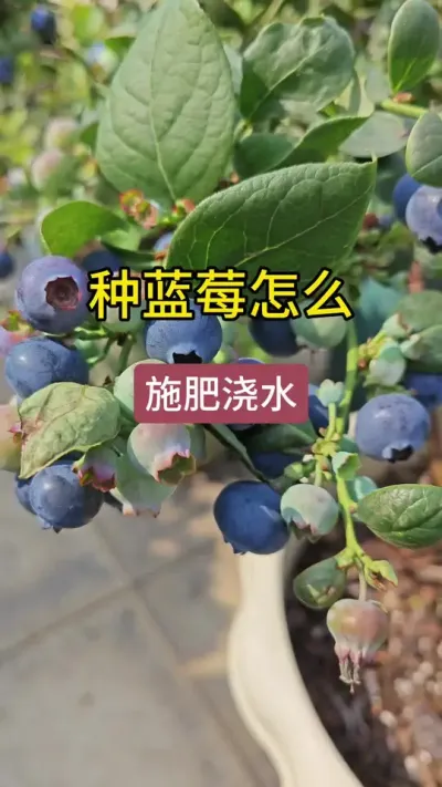 种蓝莓怎么施肥浇水，蓝莓怎么管理#蓝莓苗 #种蓝莓 #盆栽蓝莓 #蓝莓种植方法和注意事项 #蓝莓种植
