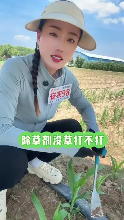 除草剂没草打不打 除草剂尽量单打#玉米除草剂 #三农 #安农98 #抖音新农人