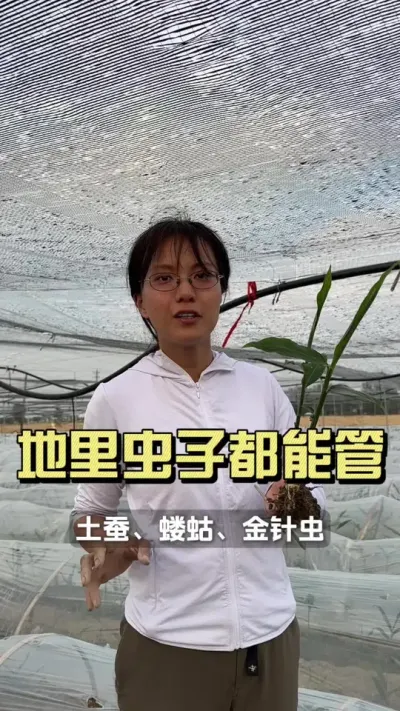 地下害虫都能管！#新农人计划2025 #抖音助农 #乡村守护人 #来抖音学农技 #生姜种植