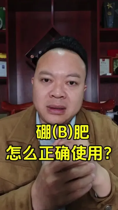 保花保果期间硼肥很重要，但硼肥不用对，带来的浪费和危害也很大 #硼肥 #果树种植 #保花保果