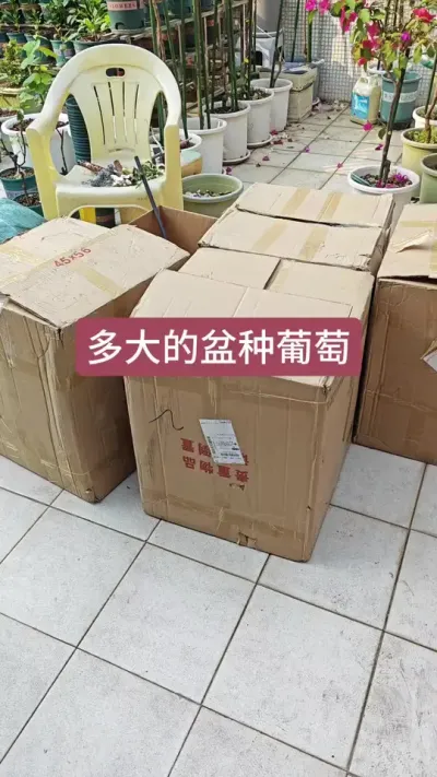 葡萄用多大的盆种，盆栽葡萄用多大的盆，盆栽葡萄的种植方法#盆栽葡萄 #盆栽葡萄苗 #葡萄苗 #葡萄种植 #葡萄种植技术