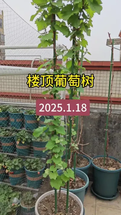 楼顶种葡萄树#葡萄树苗 #葡萄种植方法 #葡萄树种植技巧 #记录我的种植生活 #种葡萄全过程