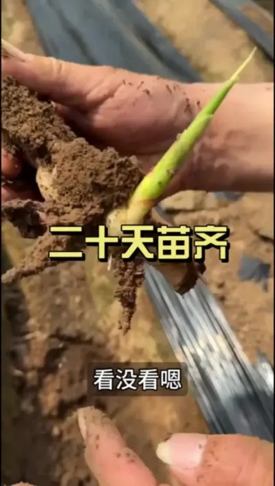 十四天准出苗，二十天出齐苗。#抖音助农扶农 #新农人计划2025 #大姜种植 #乡村生活家