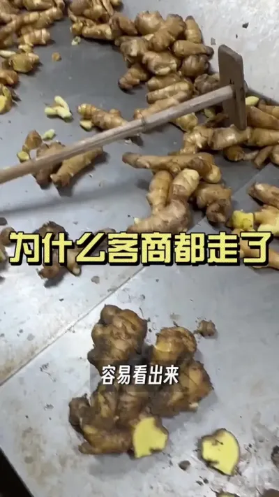 生姜的行情绝不是靠赌的，我们都知道逢赌必输。今年早早就给大家提示，要早出，并且安排了冷库，但是很多人都想在后期赌一赌。从十月10号到11月那几天，我白天黑夜的直播，一直劝，不停劝。尽我所能提醒给了每一