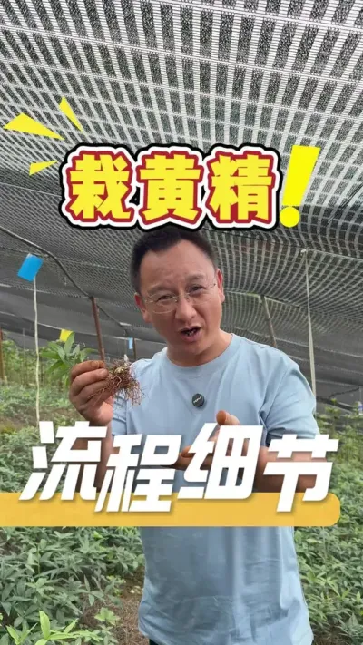 种植黄精要成功，从选种、种子消毒、土壤处理到日常管理养护，每个细节都很重要。#黄精#黄精种植#农业技术推广#三农