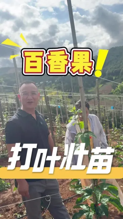 百香果苗期要适宜修剪底叶，确保主杆果营养足够，才能增加挂果率和果实饱满度#百香果#打枝修叶#农业技术推广#种植小技巧