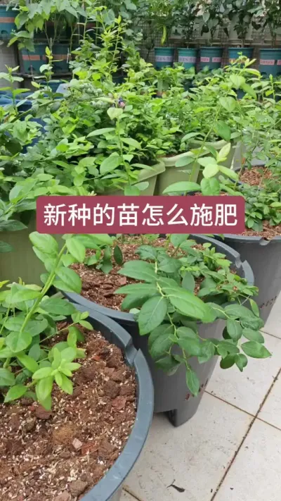 我们新种下去的蓝莓苗怎么施肥，蓝莓小苗的养护过程，蓝莓的种植方法#种植小技巧 #蓝莓苗 #蓝莓种植技术 #盆栽蓝莓苗 #蓝莓种植