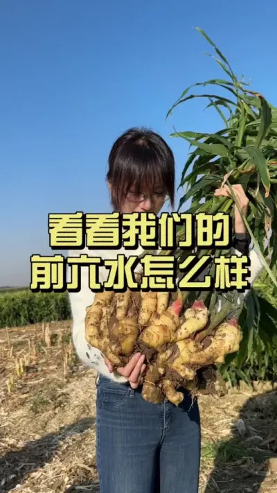 看看咱前六水出的姜咋样？还行不？#大姜种植 #乡村生活家 #抖音助农扶农 #新农人计划2025
