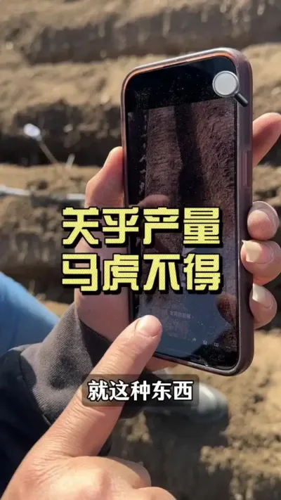 关乎产量，马虎不得#大姜种植 #生姜种植技术 #我的农资之路 #乡村生活家 #新农人计划2025