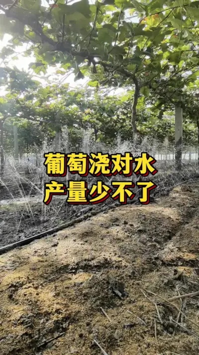 葡萄浇对水，产量少不了#优质农产品 #农业种植 #三农