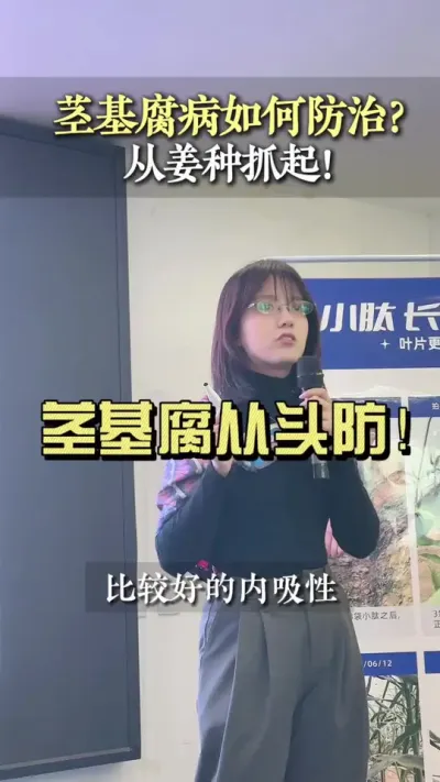 我反复强调的防大于治！茎基腐病就要从喷种开始提前预防，别等到传染一大片再去治。#乡村生活家 #新农人计划2024 #大姜种植 #来抖音学农技