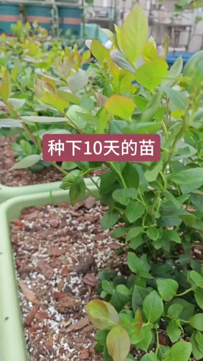 蓝莓苗种植方法#种植小技巧 #蓝莓苗 #盆栽蓝莓苗 #蓝莓管理 #蓝莓种植