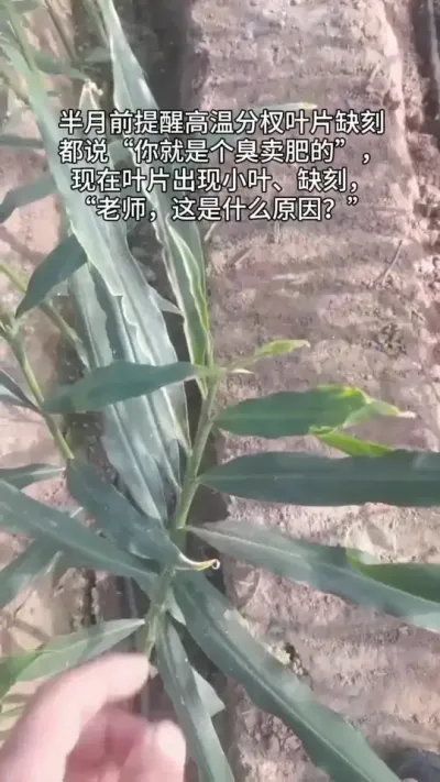 半个月前提醒高温分杈叶片缺刻，都说&ldquo;你就是个臭卖肥的&rdquo;&ldquo;你懂啥&rdquo;现在叶片出现小叶、缺刻，&ldquo;老师，这是什么原因？怎么办啊？&rdquo;#新农人计划2025 #乡村生活家 #大姜种植 #来抖音学农技