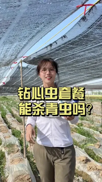 钻心虫套餐能不能管青虫？#新农人计划2025 #来抖音学农技 #乡村生活家 #扶农助农 #生姜种植