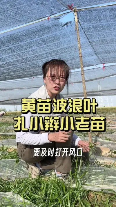 今年的气候反复无常，很多朋友前期不放风，也不敢放风，结果一个猝不及防的晴天，姜苗烤的烤，黄的黄。面对不同的问题，应该采用不同的调理方案，只有解对&ldquo;因&rdquo;，搭配合适的管理，才能把姜调理明白#新农人计划20