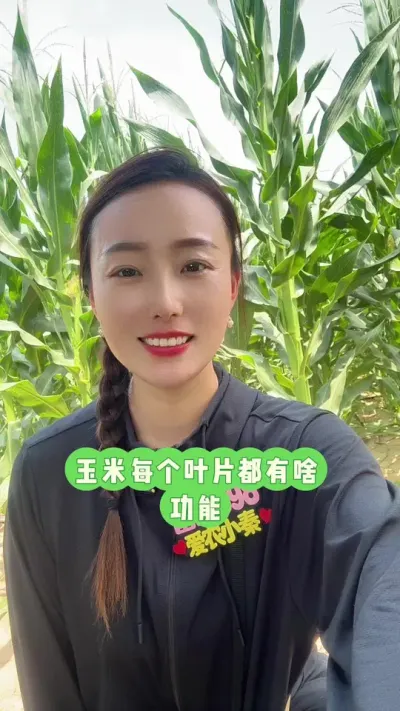 玉米要不要打叶片？ 人的手脚都有用，玉米的叶片也都有用，所以不要想着去掉这个好，那个好，都不好，出力不讨好#玉米叶片功能 #玉米 #三农 #富兴698