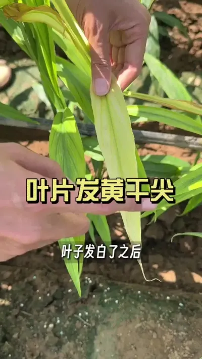 搭配着去处理叶片黄化，作用更明显！#新农人计划2025 #来抖音学农技 #乡村守护人 #大姜种植 #黄化