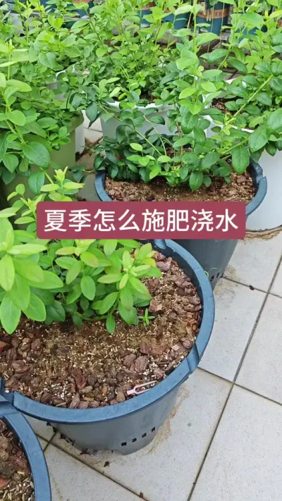 蓝莓怎么施肥，蓝莓施肥浇水方法#蓝莓施肥 #盆栽蓝莓 #蓝莓种植 #蓝莓苗 #盆栽蓝莓苗