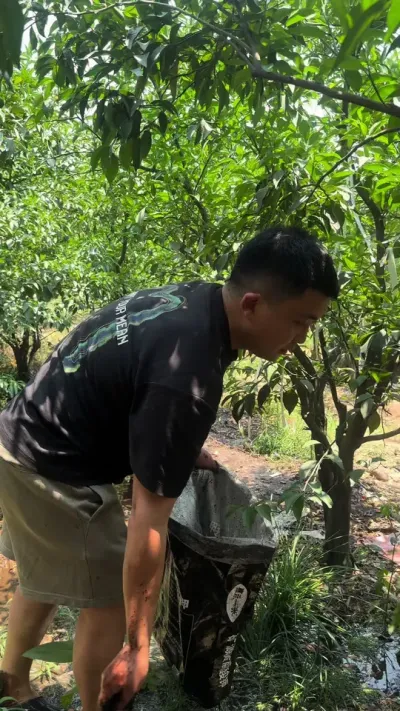 矿源2天一挂车，今天拍的只能明天发货了，仓库暂时缺货，大家也可以适当的囤几包#矿源黄腐酸钾 #三农 #柑橘种植