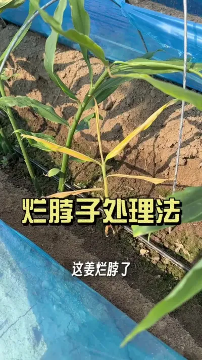 出现烂脖子应该怎么处理？记住这烂脖处理三步曲&hellip;&hellip;#新农人计划2025 #来抖音学农技 #大姜种植 #乡村守护人