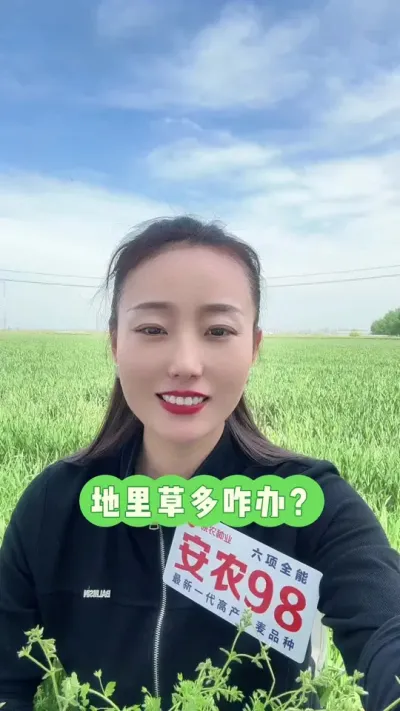 地里草多咋办？ 年后小麦地两个药注意，一个除草一个控旺，打不好真的减产！#抖音助农 #服务三农支持三农 #三农 #支持三农扶持三农发展 #安农98