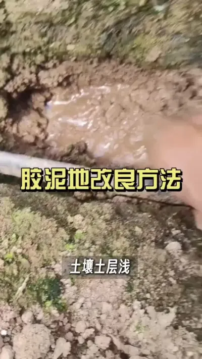 胶泥地不用翻，冲上&ldquo;免深耕&rdquo;就行了？#新农人计划2025 #乡村守护人 #大姜种植 #来抖音学农技
