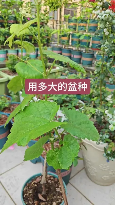种葡萄用多大的盆来种，葡萄用什么土来种#葡萄种植 #种葡萄 #盆栽葡萄 #葡萄苗 #寒香蜜