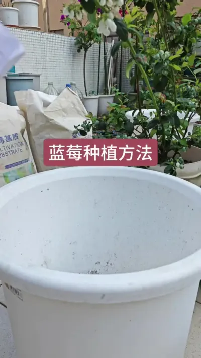 蓝莓苗的种植方法，蓝莓怎么种#蓝莓种植技术 #蓝莓苗盆栽 #蓝莓苗 #蓝莓种植 #种蓝莓