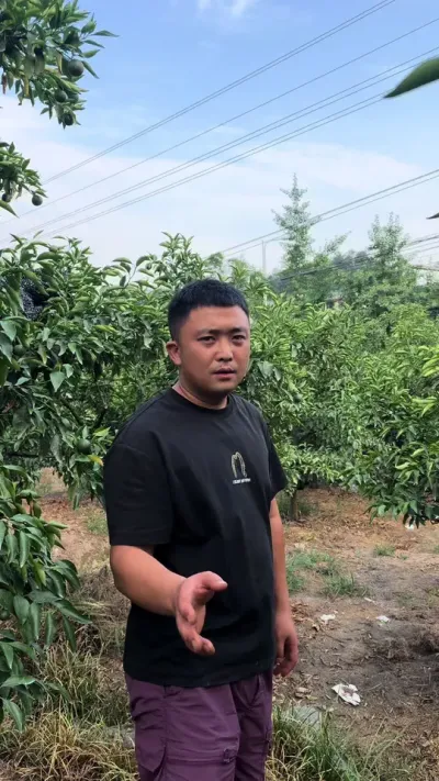 柑橘预防太阳果#三农 #柑橘种植 #说点大实话