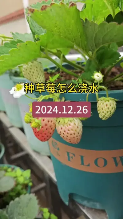 种草莓怎么浇水#草莓种植管理技术和方法 #草莓种植方法 #草莓养护方法 #盆栽草莓苗 #种草莓