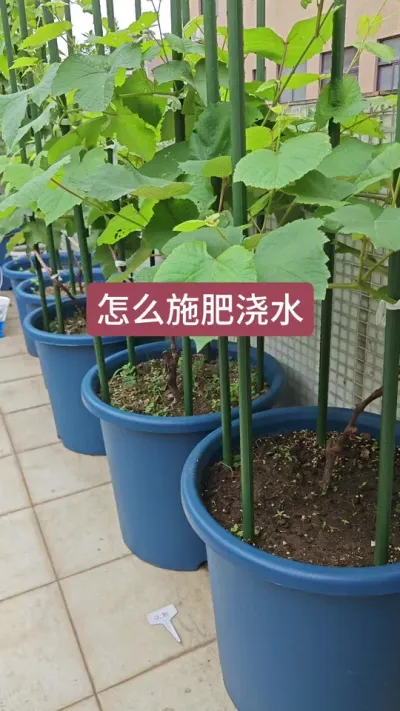 葡萄种植方法，种葡萄怎么施肥，葡萄小苗的养护方法#葡萄种植 #葡萄种植方法 #葡萄种植技术 #盆栽葡萄 #葡萄苗