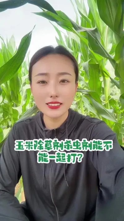 除草剂杀虫剂能不能一起用 我们的目标是高产，出了药害肯定没达高产！#抖音助农 #玉米除草剂 #三农
