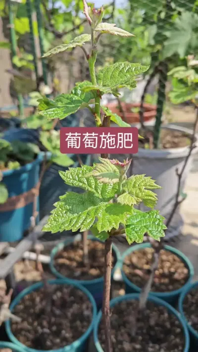 刚种下的葡萄怎么施肥#葡萄种植方法 #葡萄树种植技巧 #葡萄技术 #种葡萄 #种葡萄全过程
