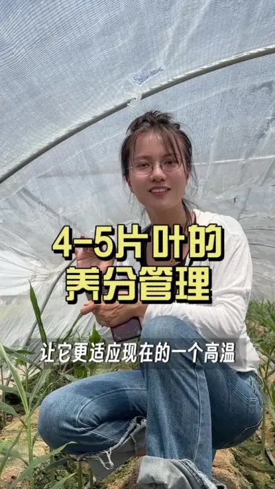 生姜长到4-5片叶，就到了养分管理关键期，这时候水肥管理应该注意啥呢？#新农人计划2025 #来抖音学农技 #乡村生活家 #扶农助农 #大姜种植