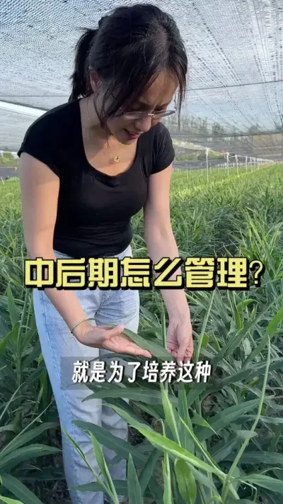 生姜中后期应该怎么管理？有的说硝酸钾膨姜、有的说平衡肥鼓球，小益却是跟大家意见相左的&hellip;&hellip;#新农人计划2025 #生姜种植 #乡村守护人 #来抖音学农技