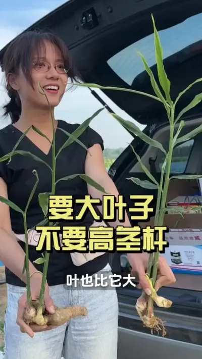 一样的姜种，一样的地，一边是用大量元素的，一边是我们没用大量元素用了小肽和好植力的，这差距。。。#新农人计划2025 #来抖音学农技 #大姜种植 #乡村守护人
