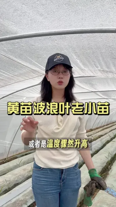 高温导致的烤苗黄叶、波浪叶、抽心短老小苗，怎么处理？#新农人计划2025 #抖音助农扶农 #大姜种植 #乡村生活家 #来抖音学农技