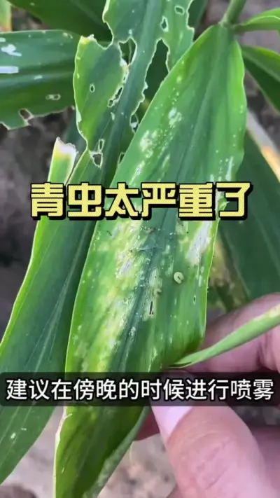 青虫反反复复的，药也用了不少就是治不住怎么办？试试小益的这个配方，前打后落！#新农人计划2025 #来抖音学农技 #乡村守护人 #大姜种植 #青虫