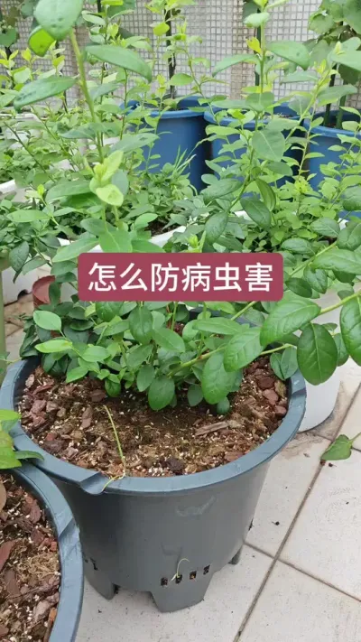 蓝莓怎么来预防病虫害，蓝莓病虫害的防治#蓝莓病虫害 #蓝莓种植 #蓝莓苗 #蓝莓种植技术 #盆栽蓝莓