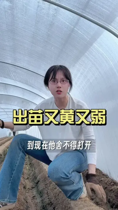 大姜出苗又黄又弱不用怕！#新农人计划2025 #抖音助农扶农 #大姜种植 #乡村生活家 #来抖音学农技